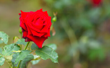 Red rose flower in nature.