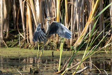 Green heron bird