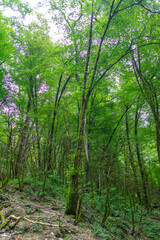Fototapeta na wymiar Green trees in the Caucasus mountains.