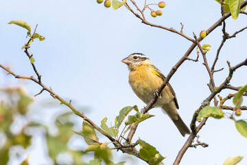 black headed grosbeak juvenile