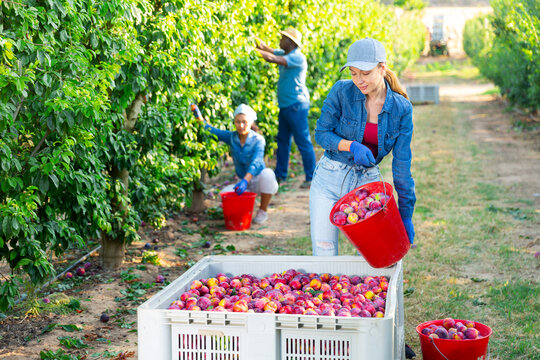 Young woman farmer working in orchard on summer day while harvesting organic red plums, bulking freshly picked fruits from bucket into large box