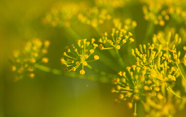 Yellow dill flower in nature. - obrazy, fototapety, plakaty