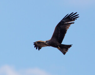 Eagle in flight against the blue sky.