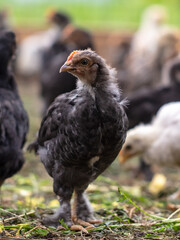 Portrait of a little chicken on the farm.