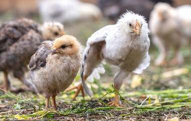 Portrait of a little chicken on the farm.