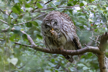 Barred Owl Bird