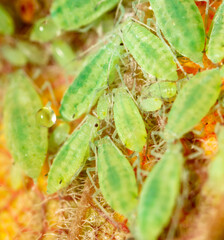 Close-up of aphids on a tree leaf.