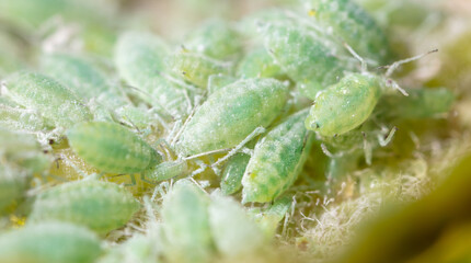 Close-up of aphids on a tree leaf.