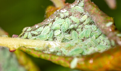 Close-up of aphids on a tree leaf.