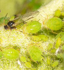 Close-up of aphids on a tree leaf.