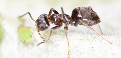 Close-up of an ant and aphid on a tree leaf.