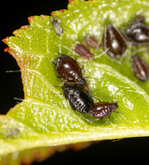 Close-up of aphids on a tree leaf.