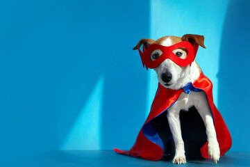 Dog super hero costume. little jack russell wearing a red mask for carnival party isolated blue background sunlight and shadows studio background © demphoto