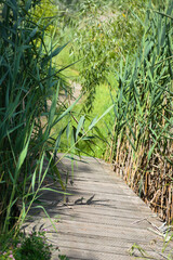 Wood walking alley between green reed with selective focus of it