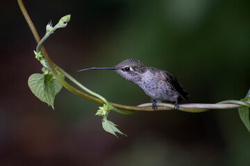 Female Anna's hummingbird
