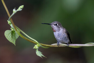 Female Anna's hummingbird