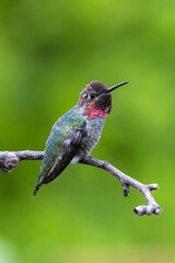 Fototapeta na wymiar Anna's hummingbird bird