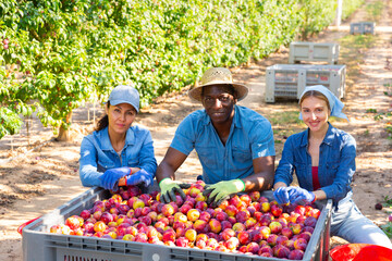 Obraz premium International group of smiling farm workers posing with big plastic box full of sweet ripe plums at orchard