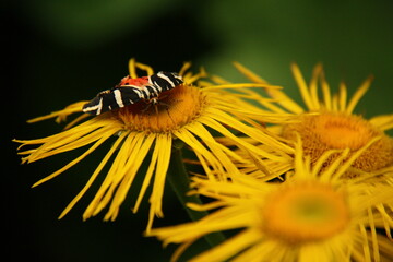 three flowers and one butterfly