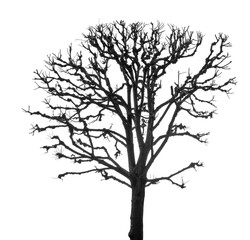 Obraz premium winter grey large bare isolated tree