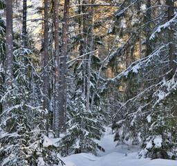 forest dark trees in snow