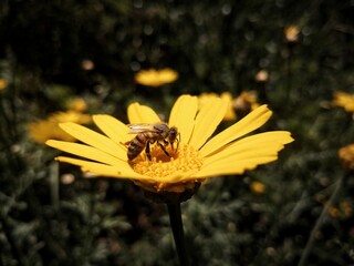 bee on flower