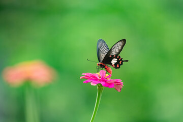 Butterfly on red flower in the garden
