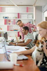Dog sitting on woman lap in office