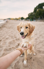 Teaching golden retriever during summer vacation. Giving food to the animal.