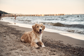 golden retriever on the beach. picture with copy space for text design