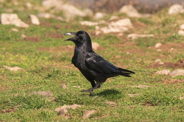 A crow walks on the top of a mountain