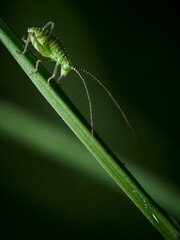 Young speckled bush-cricket (Leptophyes punctatissima) on a blade of grass, Germany