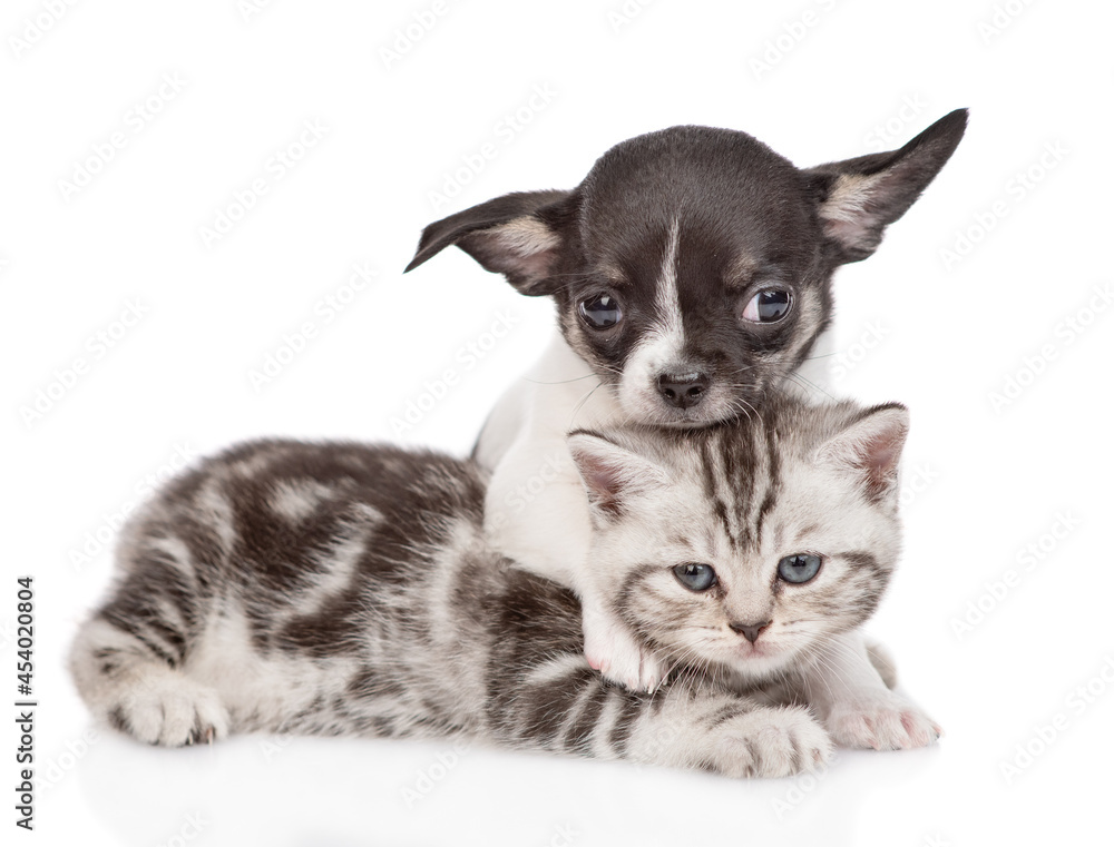 Poster friendly tiny chihuahua puppy hugs a tabby kitten. pets look at camera together. isolated on white b