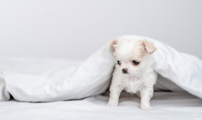 Chihuahua puppy stands  under white warm blanket on a bed at home. Empty space for text