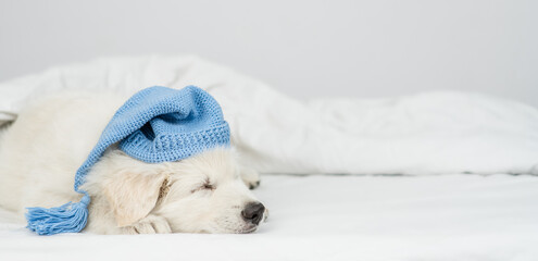 Cute Swiss Shepherd puppy wearing warm hat sleeps under white blanket on a bed at home. Empty space for text