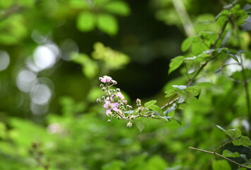 mûre sauvage...floraison