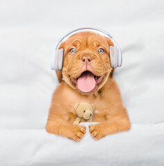 Mastiff puppy wearing  headphones listening music and hugs toy bear on a bed at home. Top down view