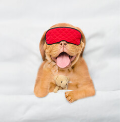 Yawning Mastiff puppy wearing sleeping mask sleeps and hugs toy bear under white blanket on a bed...