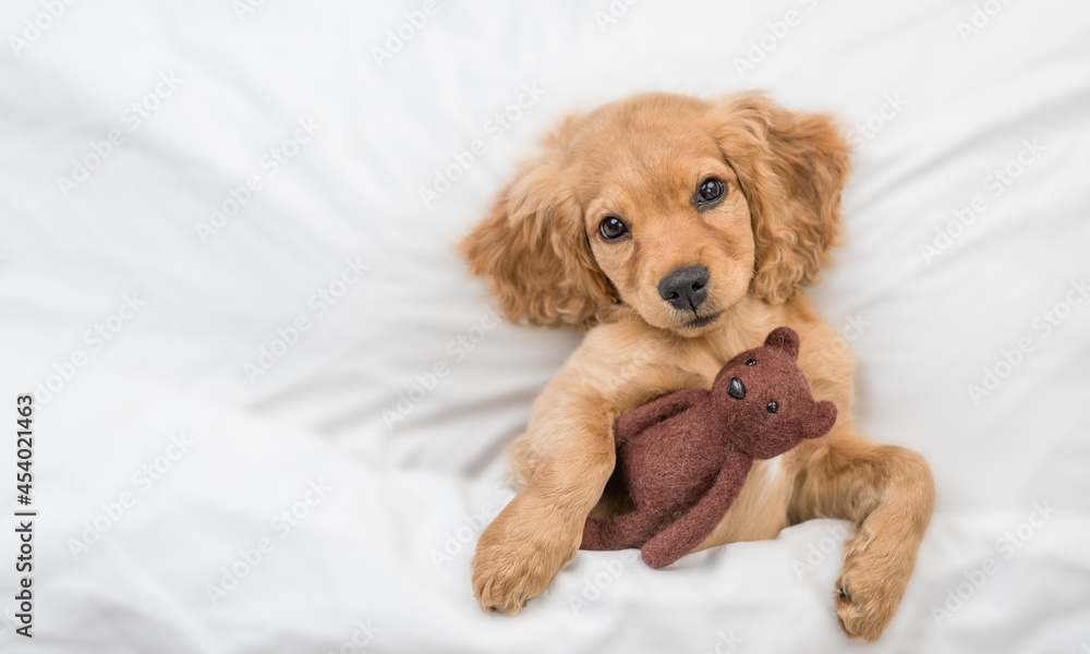 Poster cozy english cocker spaniel puppy lying on a bed at home and hugs toy bear. top down view. empty spa
