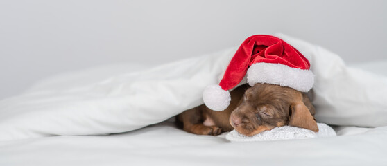 Cute dachshund puppy wearing red santa's hat sleeps under warm blanket on a bed at home. Empty...