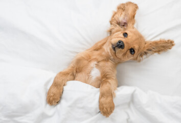Playful funny English Cocker spaniel puppy lying on a bed at home before bedtime. Top down view....