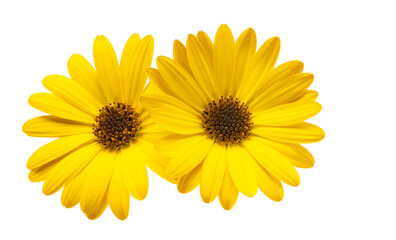 yellow african chamomile isolated