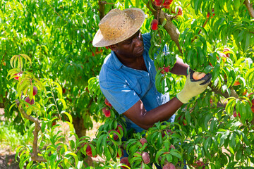 African american male farmer working in a fruit nursery during the harvest season plucks fig peaches from a tree