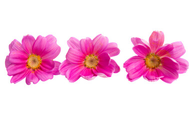 pink chamomile isolated