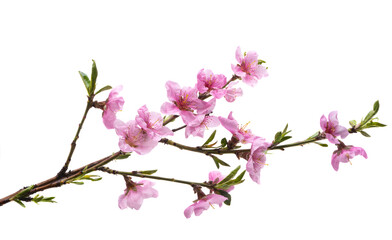 Obraz na płótnie Canvas sakura branch isolated