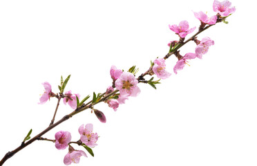 sakura branch isolated