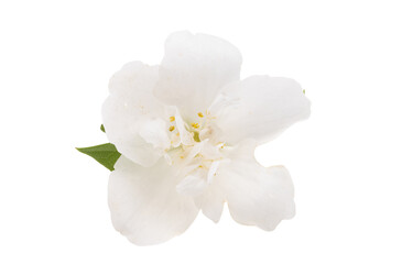 jasmine flower isolated