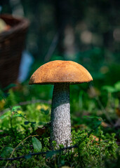 A bright large mushroom of aspen stands in a forest clearing, illuminated by the sun.