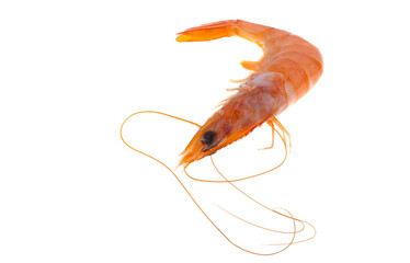 boiled shrimp isolated
