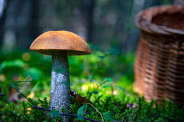 A wicker basket stands next to an aspen tree in a forest clearing.